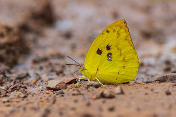 Insects,bugs,butterflies