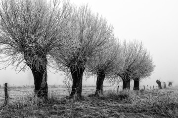 Wierzby © podlaski49