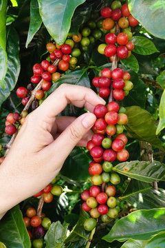 close up hand keep coffee beans for harvesting