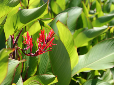Canna indica henna plant flower and leaf