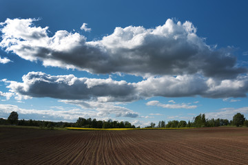 New corn field. © Janis Smits