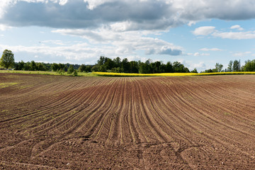 New corn field. © Janis Smits