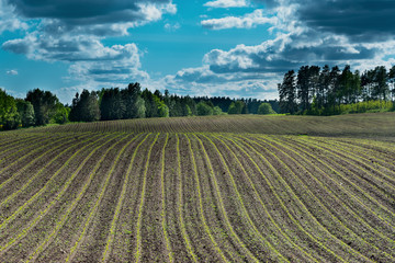 New corn field. © Janis Smits