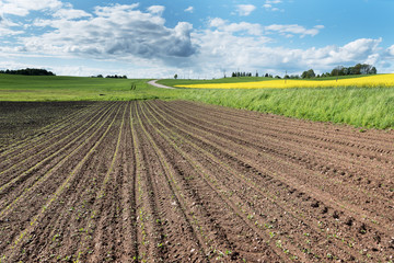 New corn field. © Janis Smits