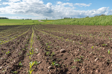 New corn field. © Janis Smits
