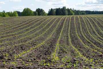 Fototapeta na wymiar New corn field.