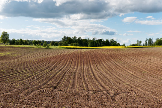 New corn field.