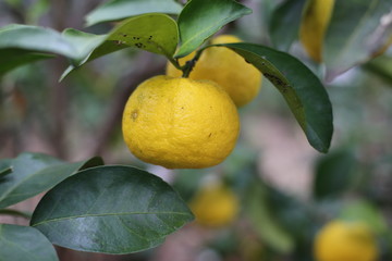 柚子の木