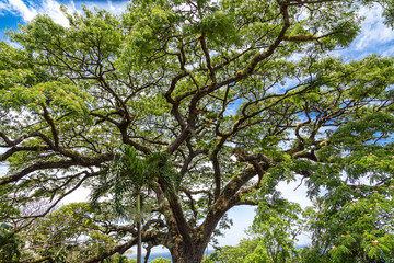 Giant Saman Tree on St Kitts