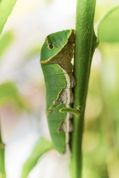 Green Caterpillar, close up