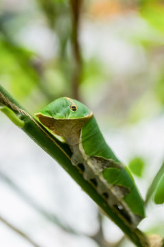 Green Caterpillar, close up