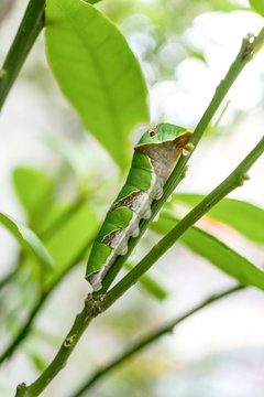 Green Caterpillar, close up