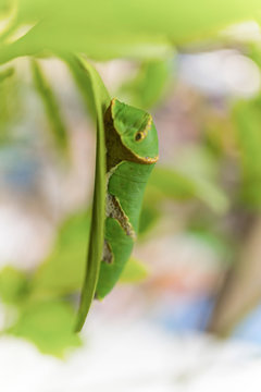 Green Caterpillar, close up
