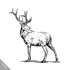 brush painting ink draw vector deer illustration
