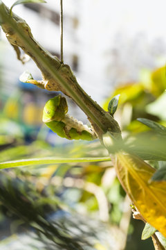 caterpillar in a process of transfering into a pupa
