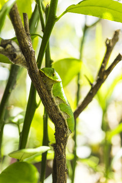 Green Caterpillar, close up