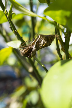 carcass of a butterfly in its cocoon
