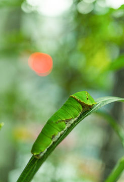 Butterfly caterpillar on lemon tree, close up