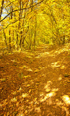 Obraz premium Nice autumnal scene