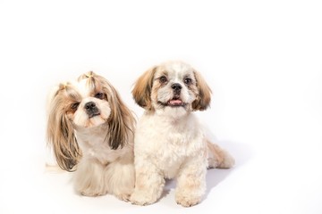 Two shih-tzu  sitting before camera