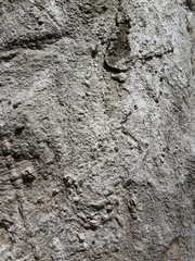 Tree bark Texture Background Pattern