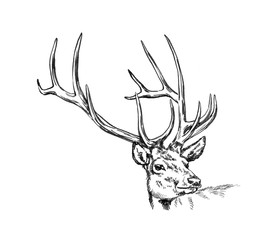 brush painting ink draw deer illustration