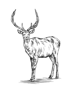 brush painting ink draw deer illustration