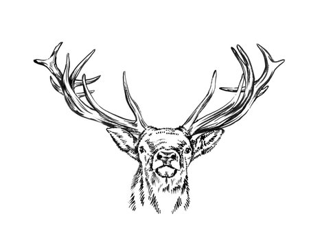brush painting ink draw deer illustration