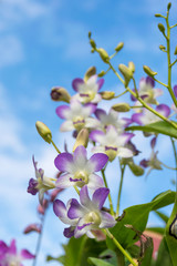 Thailand purple orchid
