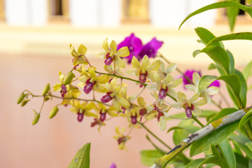 Thailand purple orchid