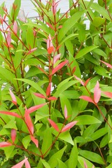 Christina tree in garden (Syzygium australe)