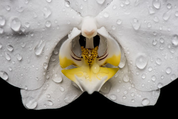White Orchid. White orchid flowers isolated on black background. 
