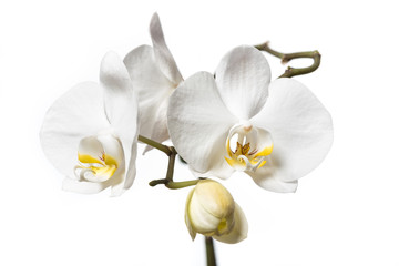 Orchidaceae. White orchid flowers on white background. 