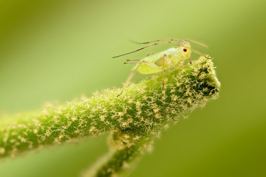 Extreme magnification - Green aphids on a plant