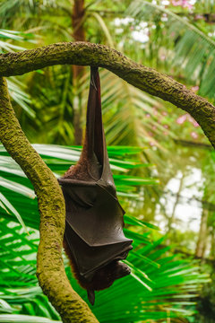 Hanging bat in Singapore
