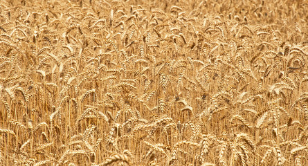 Wheat field
