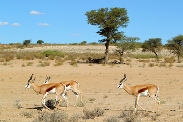 Springbok - skocznik antylopi - na Pustyni Kalahari