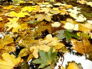 Fallen yellow leaves on lake in autumn