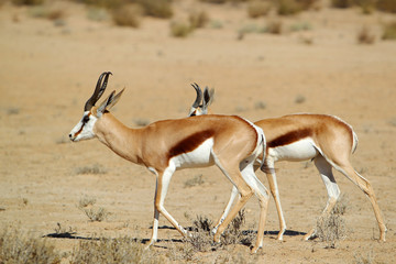 Springbok - skocznik antylopi - na Pustyni Kalahari © andrzej_67