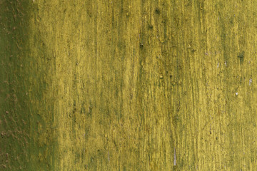 Fototapeta premium grunge wood texture, green, paint, yellow,