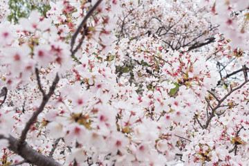 Obraz premium OSAKA IN JAPAN 