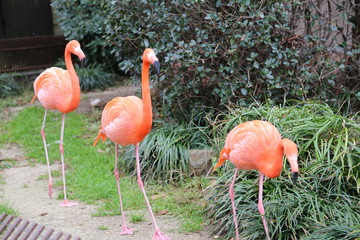 フラミンゴ