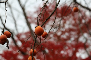 渋柿の木