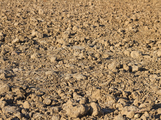 Cultivated field.