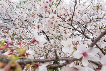 OSAKA IN JAPAN
