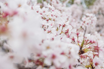 Fototapeta premium OSAKA IN JAPAN 