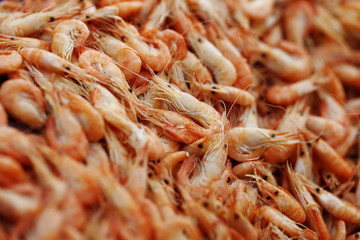 shrimp background close up