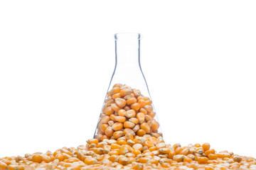 research corn, biofuel and gmo