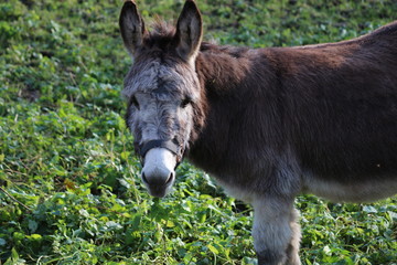 Esel Portrait