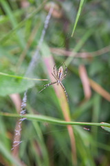spider on the green background